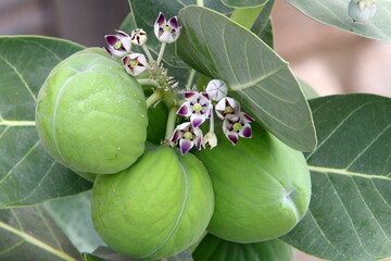 Adam's apple fruits and flowers in a city park in Israel.