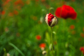 Closeup of a red poppy flower bud before blooming