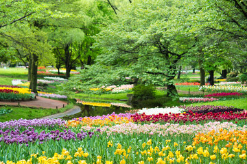 Obraz premium A tulip forest bursts with vibrant colors, where rows of red, yellow, pink, and purple tulips stretch endlessly. The air is filled with a sweet fragrance, and sunlight filters through the canopy, cast