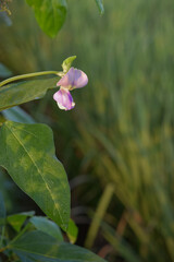 Beautiful blooming long bean (Vigna unguiculata) flowers, long bean vegetables