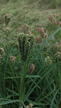 Eleusine coracana or finger millet plants. It is called Ragi and madua in India 