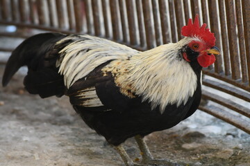 Rooster under the Table