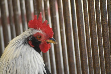 Rooster under the Table