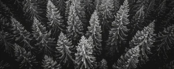 beautiful pine trees at snowy mountain forest. aerial view top angle in the winter.