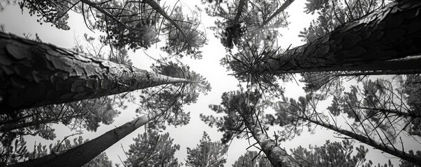 low angle view of pines trees, in the forest mountain down view. in the winter. - Powered by Adobe