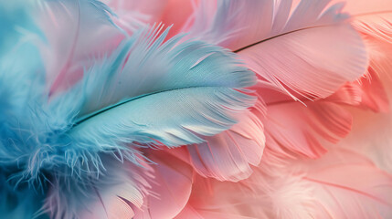 Delicate pink and blue Feathers arranged in a soft