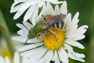 Closeup on a colorful North American green metallic sweat bee, Agapostemon viresecens on a common white daisy flower