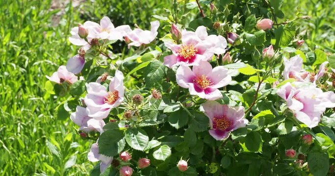 Rosa persica Orienta 'Laila'. Rosier arbustif &agrave; floraison rose remontante, centre plus fonc&eacute; avec de longues &eacute;tamines jaunes parfum&eacute;es attirant les pollinisateurs
