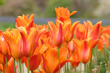 Red and orange lily flowered bi coloured Tulip, tulipa ‘Ballerina’ in flower.