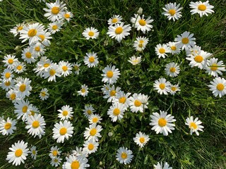 field of daisies