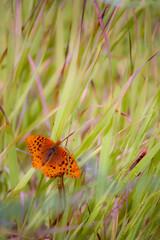 butterfly sitting on grass