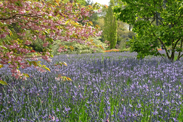 Blue Camassia leichtlinii, the great camas or large camas, and a pink prunus cherry blossom tree in flower.