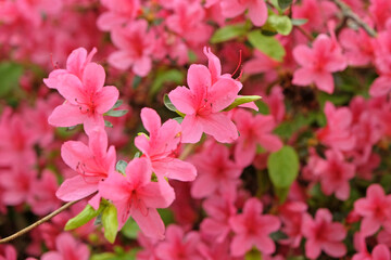 Pink Rhododendron azalea ‘Madame Van Hecke’ in flower.