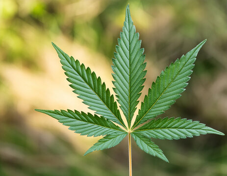 Foto eines Cannabis Blattes als Symbol f&uuml;r die Legalisierung 