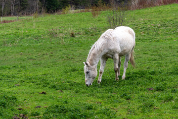 A white quarter horse eating in a green field