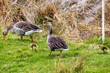 Wild geese with chicks in the meadow
