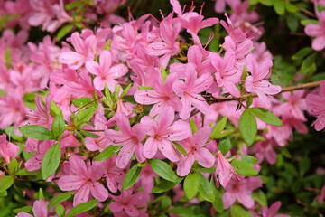 Pink Rhododendron azalea ‘Hinomayo’ in flower.
