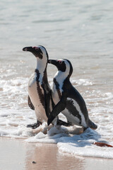 Two African penguins, Spheniscus Demersus, at Boulders Beach in South Africa