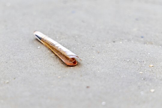 Razor shell on the North Sea beach