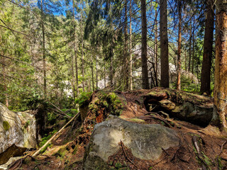 forest in the mountains. rocky outcrops, moss, trees and paths.