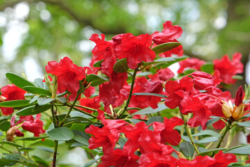 Red dwarf Rhododendron ‘Elisabeth Hobbie’ in flower.