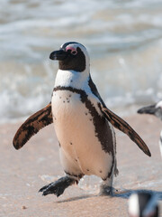 An African penguin, Spheniscus Demersus, at Boulders Beach in South Africa