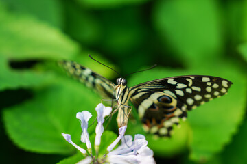 butterfly on a flower
