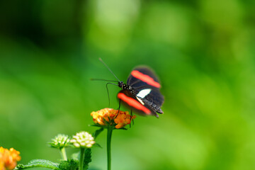butterfly on a flower