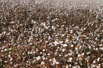Cotton is a plant fiber that covers cotton seeds;