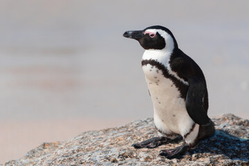 Obraz premium An African penguin, Spheniscus Demersus, at Boulders Beach in South Africa