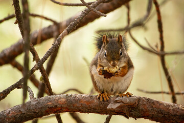 squirrel on a tree eating an acorn facing camera