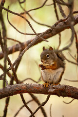 squirrel on a tree eating an acorn