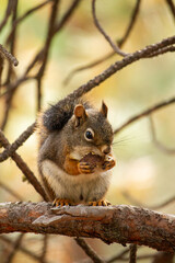 closeup of a squirrel on a tree eating an acorn