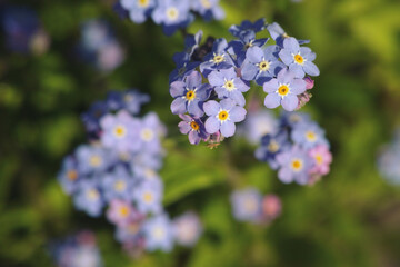 A close-up shot of a blue forget-me-not flower.