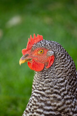 portrait of a chicken looking left
