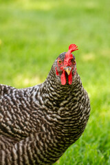 portrait of a chicken