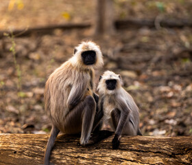 Madre e hijo Gibones