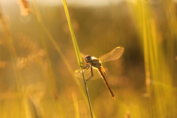 una libellula su un filo d'erba al tramonto in estate