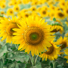 sunflower in garden	
