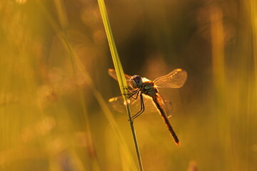 una libellula su un filo d'erba al tramonto in estate