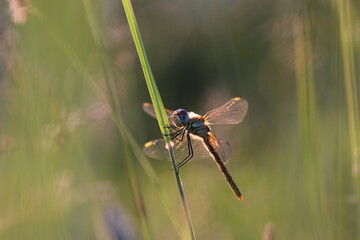 una libellula su un filo d'erba al tramonto in estate