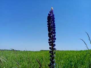 Blue inflorescence of blue lupine on the background of the sky in a grassy field. Nature and plants. Beautiful perennial flowers with a large inflorescence of small flowers.