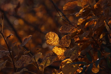 pianta di scotano nel bosco in autunno