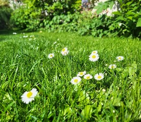 grass and flowers