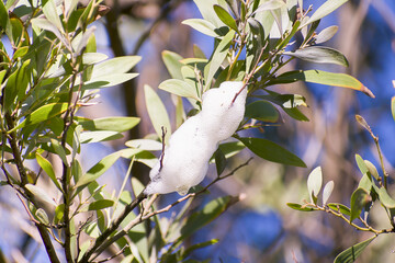 White Foam Produced by Spittlebugs (Cephisus siccifolius )on Tree Branch