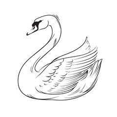 Fototapeta premium Swan in cartoon, doodle style. Image for t-shirt, web, mobile apps and ui. Isolated 2d vector illustration in logo, icon, sketch style, Eps 10. AI Generative