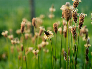 closeup image of blooming flowers in the English countryside on a warm sunny day, with rich green colours and incredible detail. Soft bokeh focus
