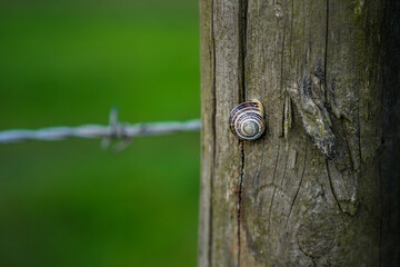 A tiny woodland snail with shell climbs a textured wooden post in front of a barbed wire fence. Otherwise known as shelled terrestrial pulmonate gastropod molluscs. Background with copy space