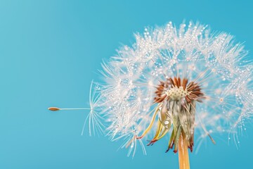 dandelion flower closeup on blue background with copy space and water drops morning dew