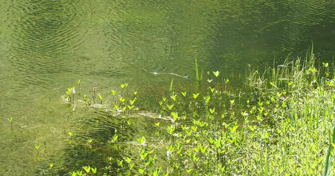 Natrix maura ou Couleuvre vip&eacute;rine ou couleuvre mauresque, serpent aquatique nageant dans un petit &eacute;tang
